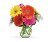 Telefloras Fiesta Gerbera Vase, picture