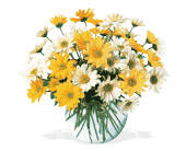 Dashing Daisies, picture