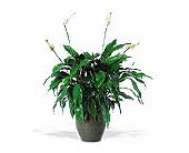 Spathiphyllum Plant, picture