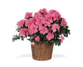Pink Azalea, picture