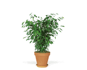 Ficus Bush, picture