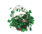 Kalanchoe and Ivy Basket, picture