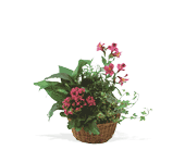 Dish Garden with Pinks, picture