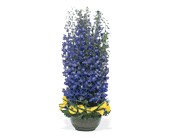 Distinguished Delphinium, picture