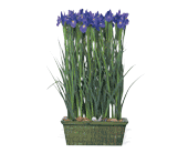 Iris Garden, picture