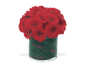 Red Gerbera Collection, picture