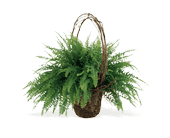 Faithful Fern, picture
