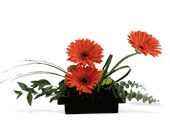 Teleflora's Zen Gerbera Bowl, picture