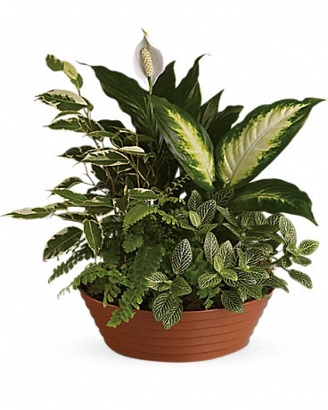 Large Dish Garden Plant