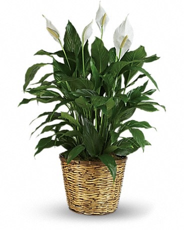 Large Peace Lily Plant