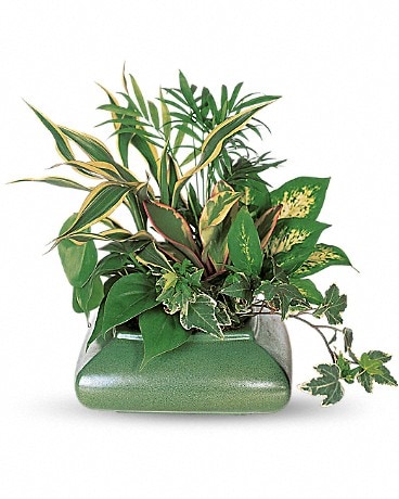 Small Dish Garden Flower Arrangement