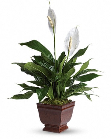 Teleflora's Lovely One Plant