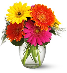 Teleflora's Fiesta Gerbera Vase in McDonoughGA, Absolutely Flowers