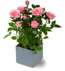 Miniature Rose Bush in McDonoughGA, Absolutely Flowers