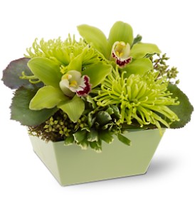 Go Green in McDonoughGA, Absolutely Flowers