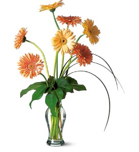 Grand Gerberas in McDonoughGA, Absolutely Flowers