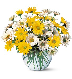 Dashing Daisies in McDonoughGA, Absolutely Flowers