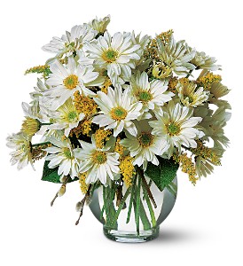 Daisy Cheer in McDonoughGA, Absolutely Flowers