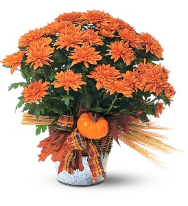 Bronze Cushion Mum Plant in McDonough GA, Absolutely Flowers