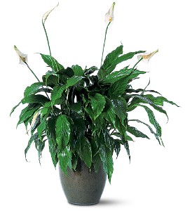 Spathiphyllum Plant in McDonough GA, Absolutely Flowers