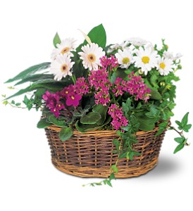 Traditional European Garden Basket in McDonoughGA, Absolutely Flowers