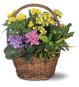 Petite European Basket in McDonoughGA, Absolutely Flowers