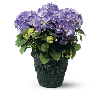 Blue Hydrangea in McDonoughGA, Absolutely Flowers