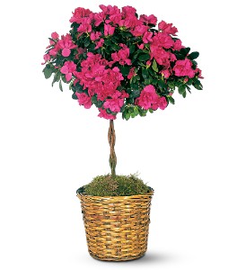 Azalea Topiary in McDonoughGA, Absolutely Flowers