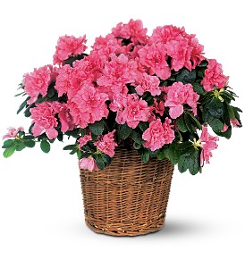 Pink Azalea in McDonoughGA, Absolutely Flowers
