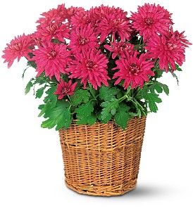 Purple Chrysanthemum in McDonoughGA, Absolutely Flowers