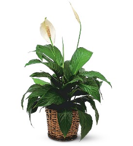 Small Spathiphyllum Plant in McDonoughGA, Absolutely Flowers