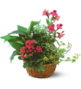 Dish Garden with Pinks in McDonoughGA, Absolutely Flowers