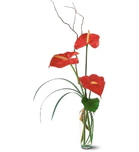 The Simplicity of Anthuriums in McDonoughGA, Absolutely Flowers