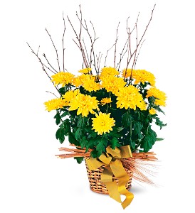 Yellow Hope Chrysanthemum in McDonoughGA, Absolutely Flowers