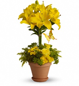 Yellow Fellow in McDonough GA, Absolutely Flowers