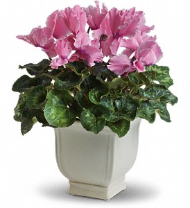 Sunny Cyclamen in McDonough GA, Absolutely Flowers