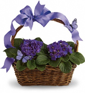 Violets And Butterflies in McDonough GA, Absolutely Flowers