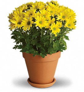 Sweet as a Daisy in McDonough GA, Absolutely Flowers