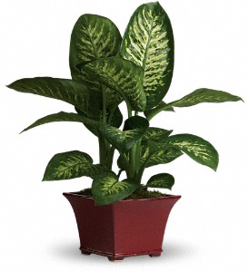 Delightful Dieffenbachia in McDonough GA, Absolutely Flowers