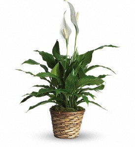 Simply Elegant Spathiphyllum - Small in McDonough GA, Absolutely Flowers