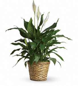 Simply Elegant Spathiphyllum - Medium in McDonough GA, Absolutely and McDonough Flowers & Gifts