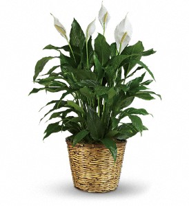Simply Elegant Spathiphyllum - Large in McDonough GA, Absolutely and McDonough Flowers & Gifts