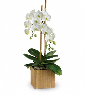 Teleflora's Opulent Orchids in McDonough GA, Absolutely Flowers