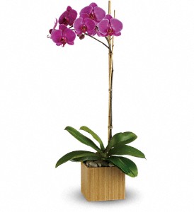 Teleflora's Imperial Purple Orchid in McDonough GA, Absolutely Flowers