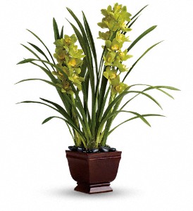 Teleflora's Splendid Orchids in McDonough GA, Absolutely Flowers