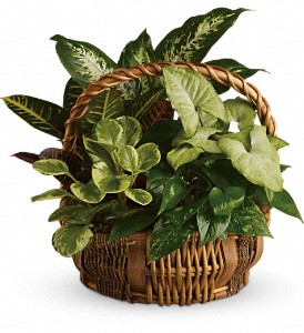 Emerald Garden Basket in McDonough GA, Absolutely and McDonough Flowers & Gifts