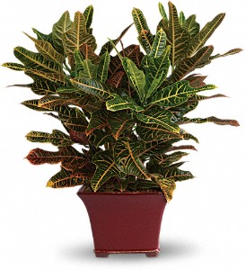 Stately Croton in McDonough GA, Absolutely Flowers