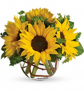 Sunny Sunflowers in McDonough GA, Absolutely and McDonough Flowers & Gifts