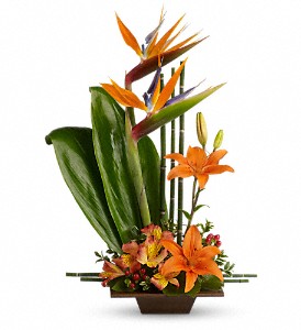 Teleflora's Exotic Grace in McDonough GA, Absolutely and McDonough Flowers & Gifts