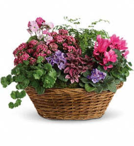 Simply Chic Mixed Plant Basket in McDonough GA, Absolutely Flowers